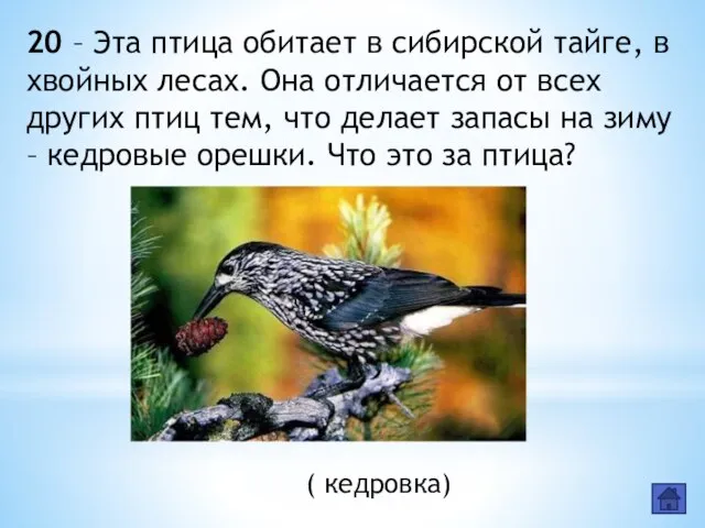 20 – Эта птица обитает в сибирской тайге, в хвойных лесах.