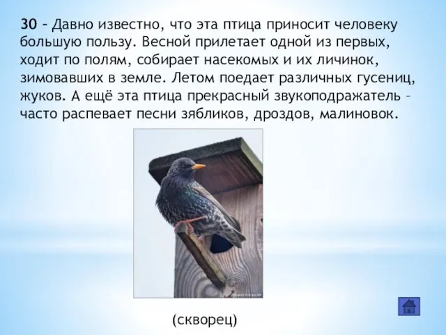 30 – Давно известно, что эта птица приносит человеку большую пользу.