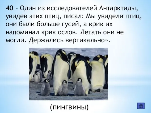 40 – Один из исследователей Антарктиды, увидев этих птиц, писал: Мы