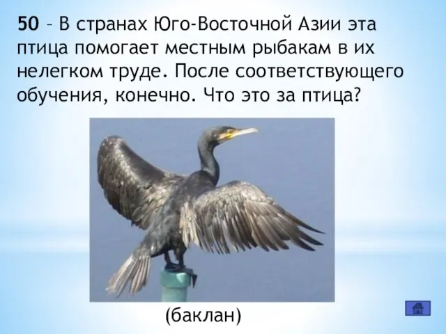 50 – В странах Юго-Восточной Азии эта птица помогает местным рыбакам