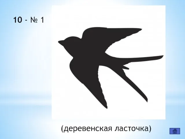 10 - № 1 (деревенская ласточка)