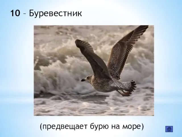 10 – Буревестник (предвещает бурю на море)