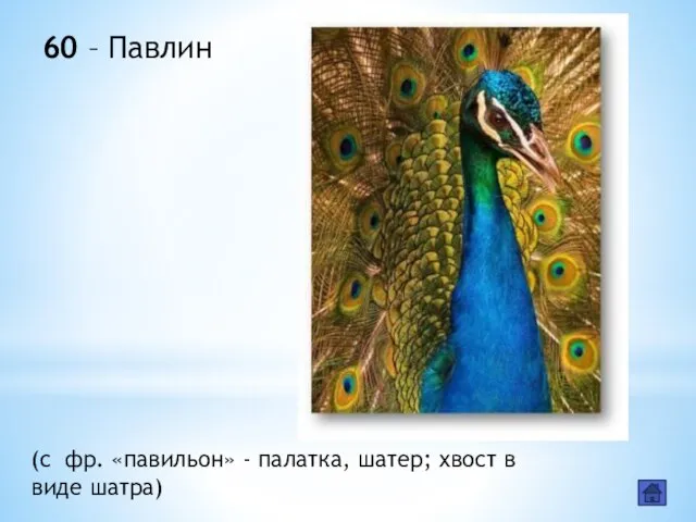 60 – Павлин (с фр. «павильон» - палатка, шатер; хвост в виде шатра)