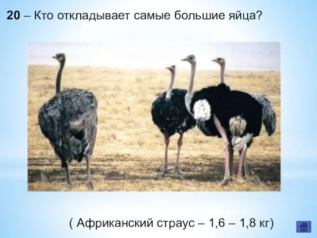 20 – Кто откладывает самые большие яйца? ( Африканский страус – 1,6 – 1,8 кг)