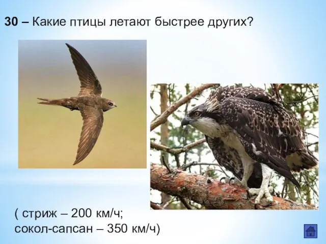 30 – Какие птицы летают быстрее других? ( стриж – 200 км/ч; сокол-сапсан – 350 км/ч)