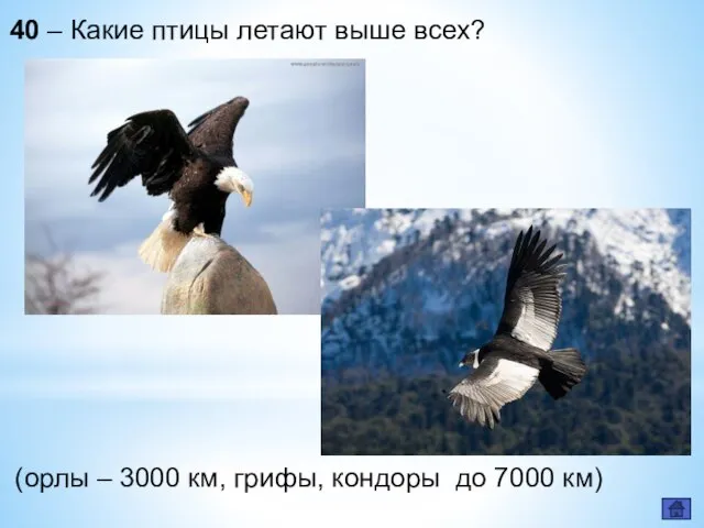 40 – Какие птицы летают выше всех? (орлы – 3000 км, грифы, кондоры до 7000 км)