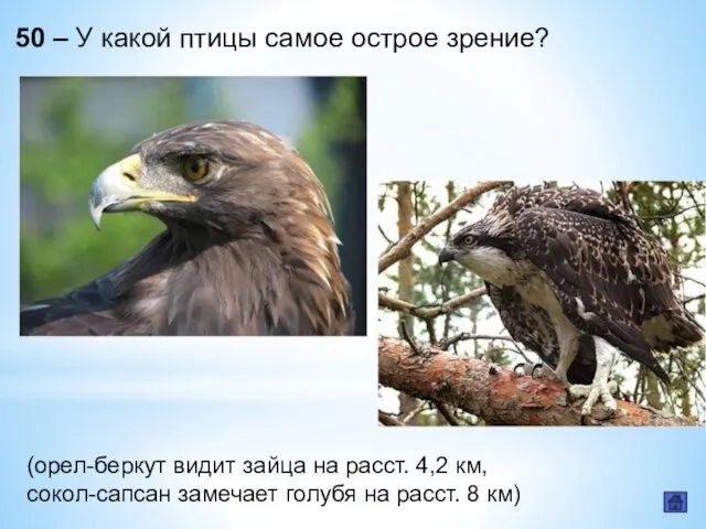 50 – У какой птицы самое острое зрение? (орел-беркут видит зайца