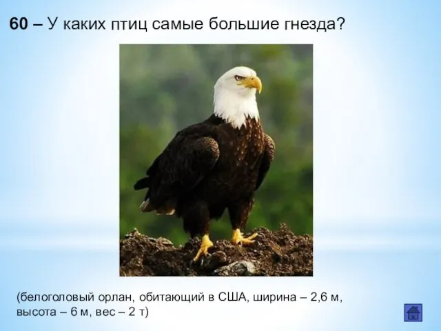 60 – У каких птиц самые большие гнезда? (белоголовый орлан, обитающий