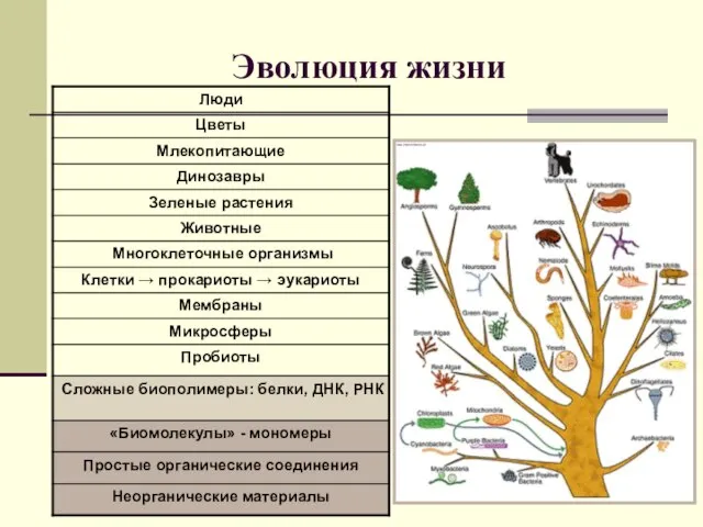 Эволюция жизни