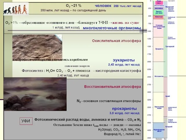 УФИ анаэробные сообщества сменились аэробными прокариоты 3,8 млрд. лет назад эукариоты