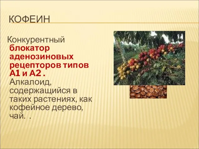 КОФЕИН Конкурентный блокатор аденозиновых рецепторов типов А1 и А2 . Алкалоид,