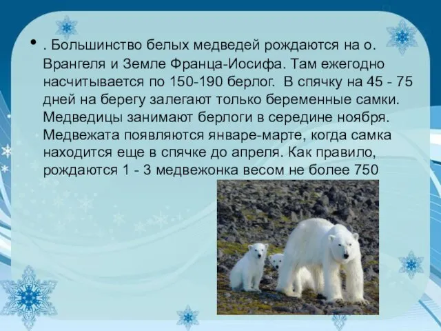 . Большинство белых медведей рождаются на о. Врангеля и Земле Франца-Иосифа.