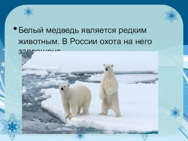 Белый медведь является редким животным. В России охота на него запрещена.