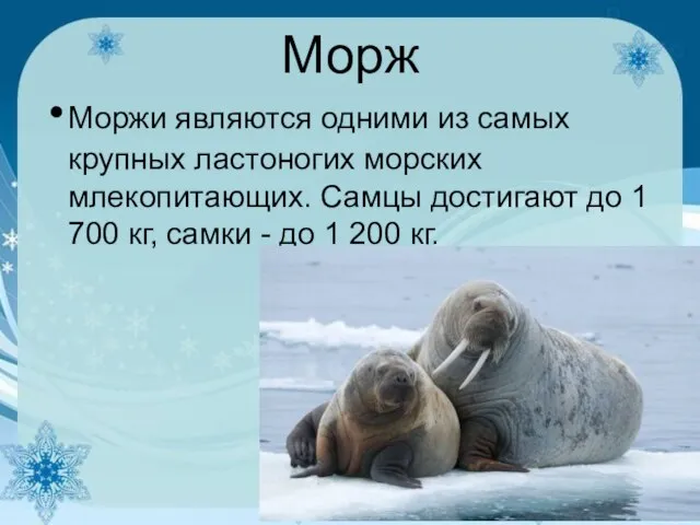 Морж Моржи являются одними из самых крупных ластоногих морских млекопитающих. Самцы
