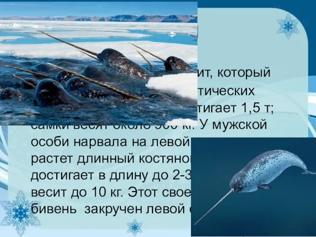 Нарвал Нарвал — это зубастый кит, который обитает в основном в