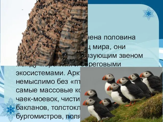 В Арктике сосредоточена половина видов береговых птиц мира, они являются важным