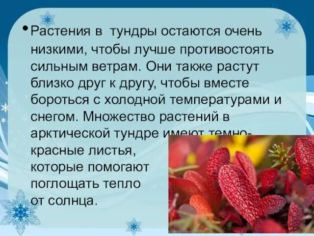 Растения в тундры остаются очень низкими, чтобы лучше противостоять сильным ветрам.