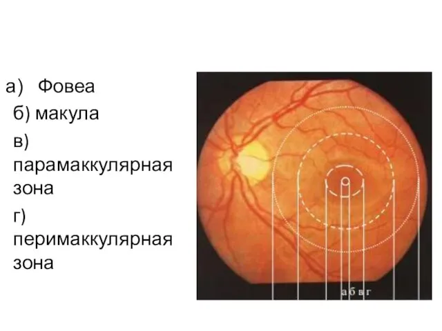 Фовеа б) макула в) парамаккулярная зона г) перимаккулярная зона