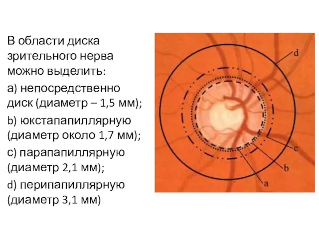 В области диска зрительного нерва можно выделить: а) непосредственно диск (диаметр