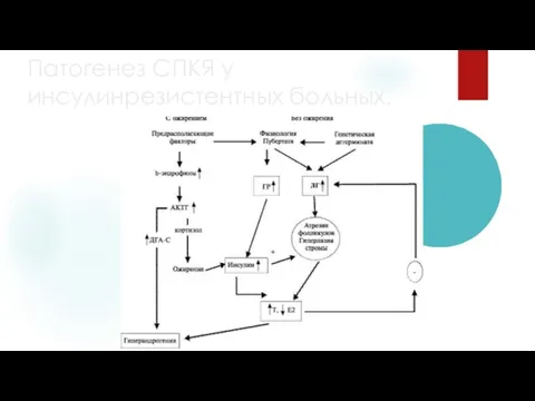 Патогенез СПКЯ у инсулинрезистентных больных.