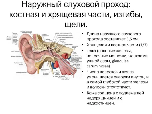 Наружный слуховой проход: костная и хрящевая части, изгибы, щели. Длина наружного