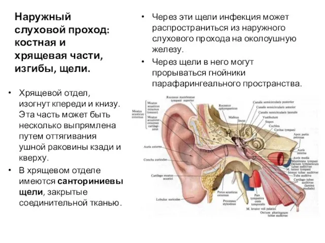 Наружный слуховой проход: костная и хрящевая части, изгибы, щели. Через эти