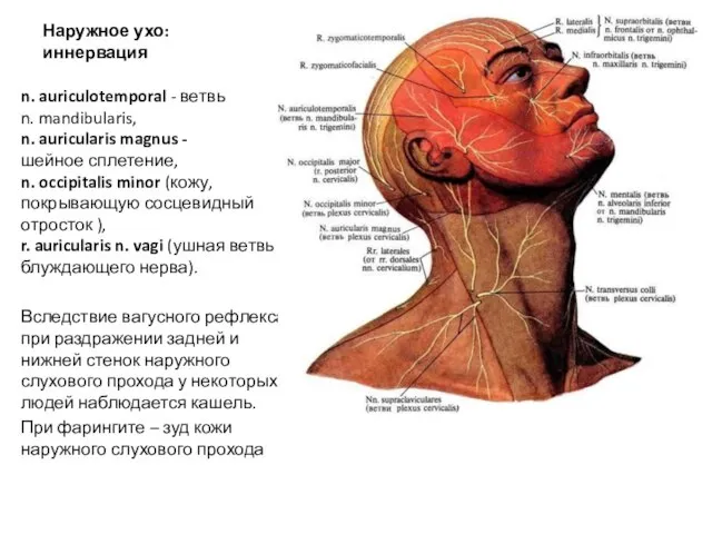 Наружное ухо: иннервация n. auriculotemporal - ветвь n. mandibularis, n. auricularis