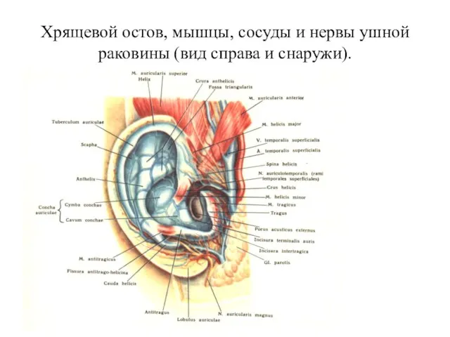 Хрящевой остов, мышцы, сосуды и нервы ушной раковины (вид справа и снаружи).