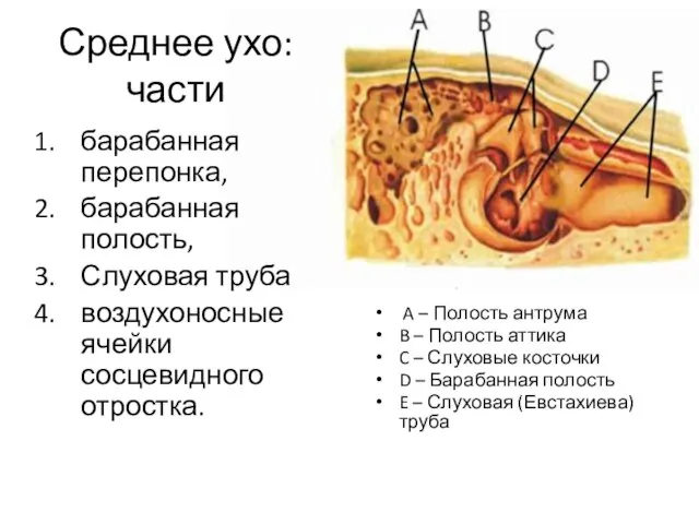 Среднее ухо: части барабанная перепонка, барабанная полость, Слуховая труба воздухоносные ячейки