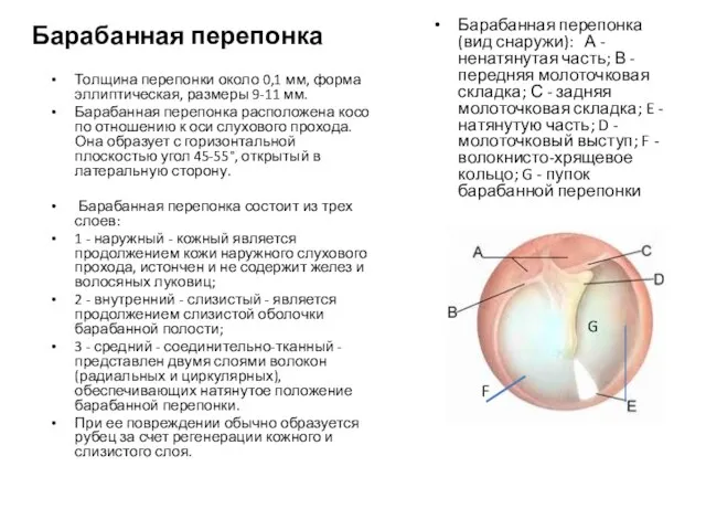 Барабанная перепонка Барабанная перепонка (вид снаружи): А - ненатянутая часть; В