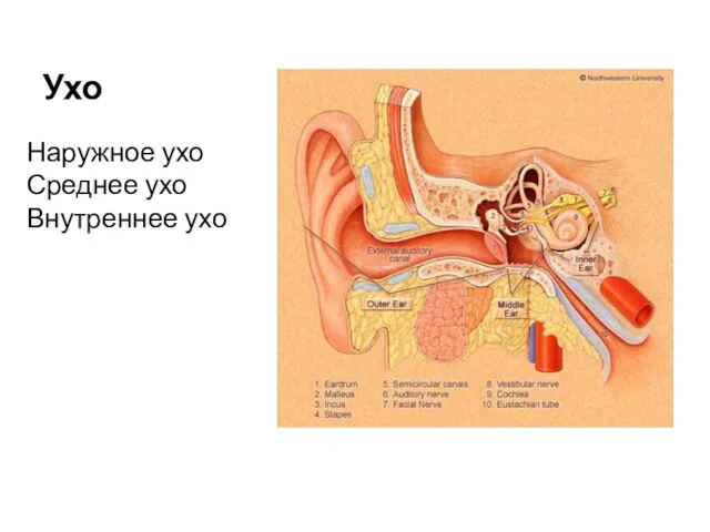 Ухо Наружное ухо Среднее ухо Внутреннее ухо