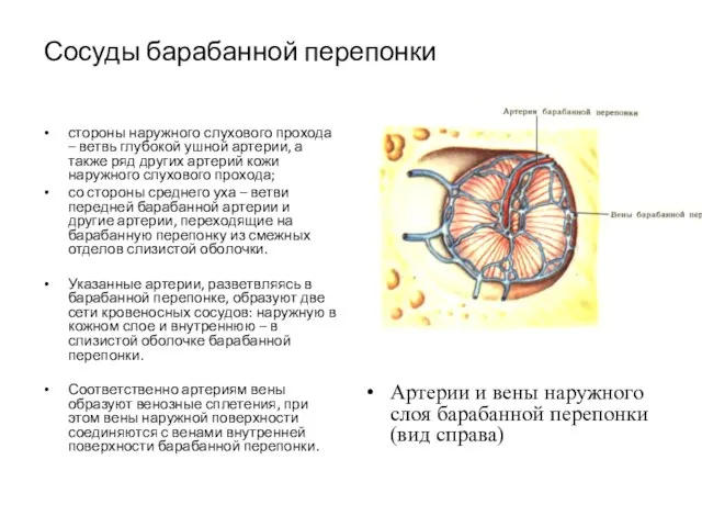 Сосуды барабанной перепонки стороны наружного слухового прохода – ветвь глубокой ушной