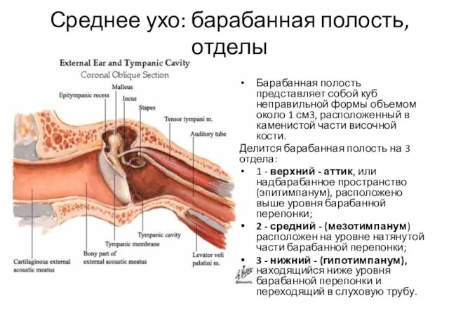 Среднее ухо: барабанная полость, отделы Барабанная полость представляет собой куб неправильной