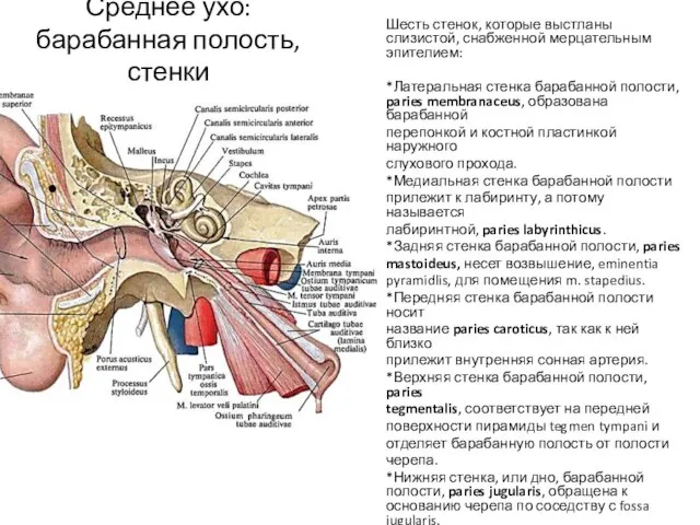 Среднее ухо: барабанная полость, стенки Шесть стенок, которые выстланы слизистой, снабженной