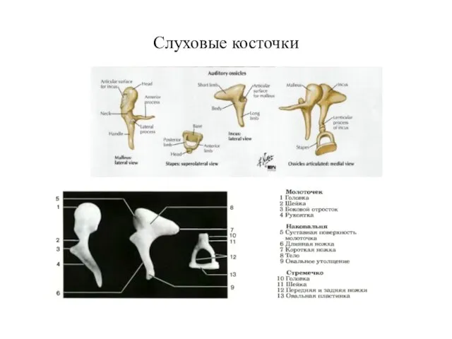 Слуховые косточки