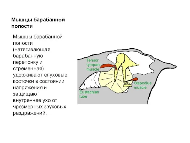 Мышцы барабанной полости Мышцы барабанной полости (натягивающая барабанную перепонку и стременная)