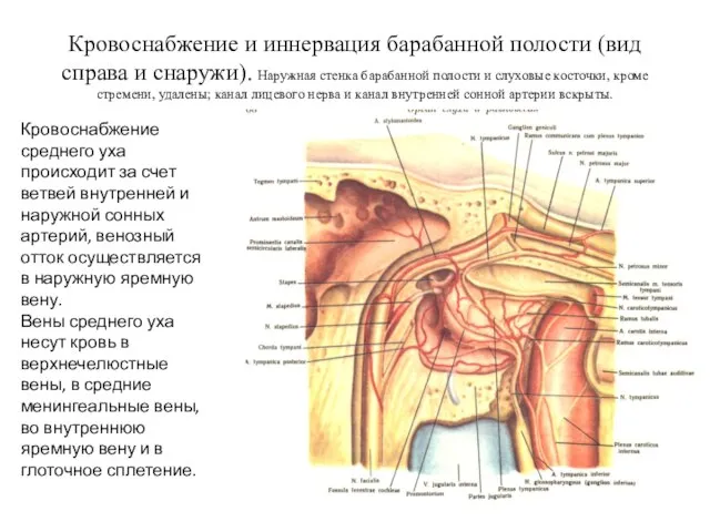 Кровоснабжение и иннервация барабанной полости (вид справа и снаружи). Наружная стенка