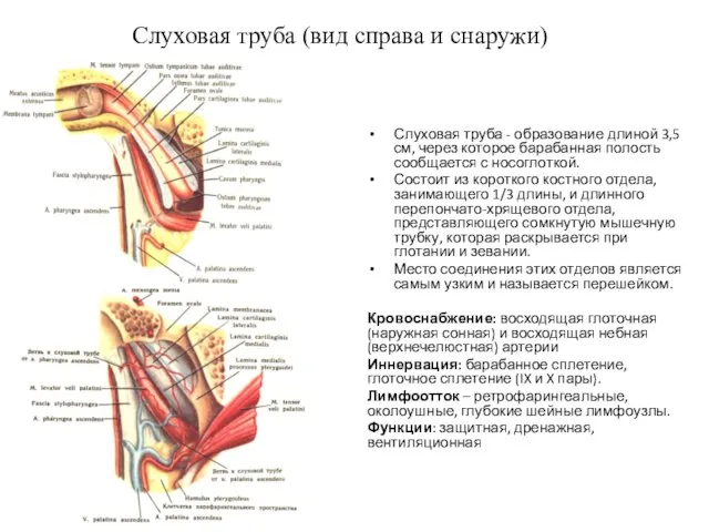 Слуховая труба (вид справа и снаружи) Слуховая труба - образование длиной