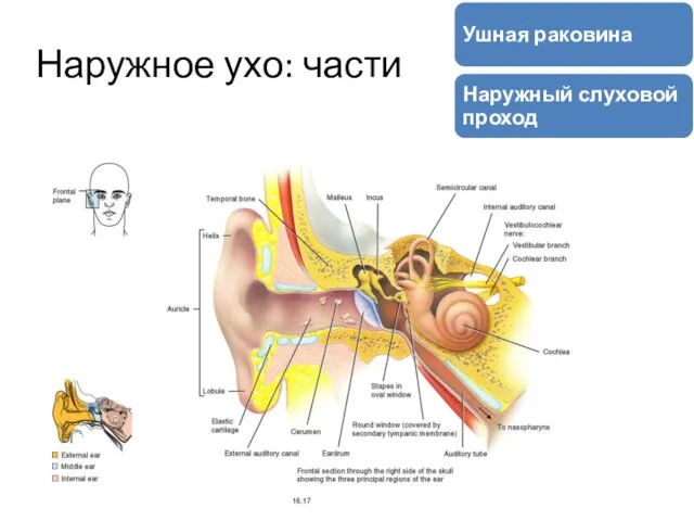 Наружное ухо: части