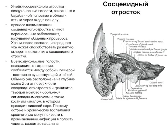 Сосцевидный отросток Ячейки сосцевидного отростка - воздухоносные полости, связанные с барабанной