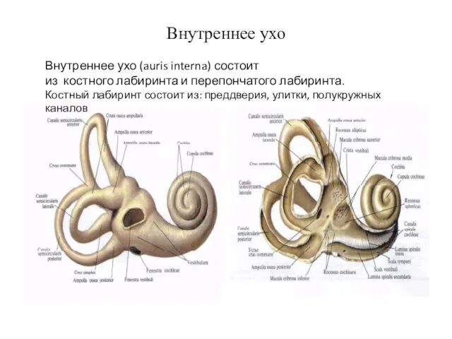 Внутреннее ухо Внутреннее ухо (auris interna) состоит из костного лабиринта и