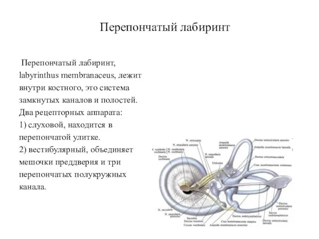 Перепончатый лабиринт Перепончатый лабиринт, labyrinthus membranaceus, лежит внутри костного, это система