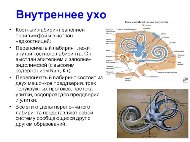 Внутреннее ухо Костный лабиринт заполнен перилимфой и выстлан надкостницей; Перепончатый лабиринт