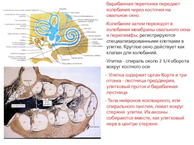 барабанная перепонка передает колебания через косточки на овальное окно. Колебания затем