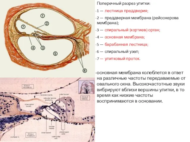 Поперечный разрез улитки: 1 — лестница преддверия; 2 — преддверная мембрана