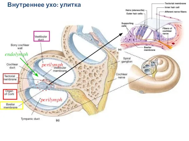 Внутреннее ухо: улитка perilymph perilymph endolymph