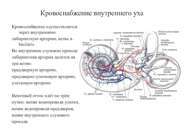 Кровоснабжение внутреннего уха Кровоснабжение осуществляется через внутреннюю лабиринтную артерию, ветвь a.