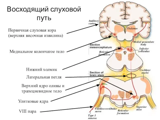 VIII пара Нижний холмик Латеральная петля Медиальное коленчатое тело Первичная слуховая