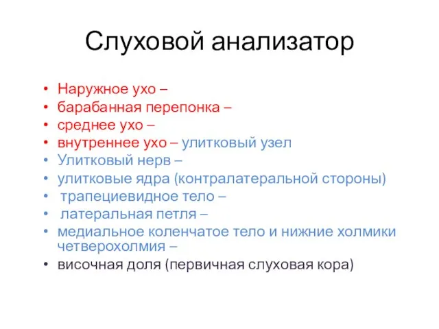 Слуховой анализатор Наружное ухо – барабанная перепонка – среднее ухо –