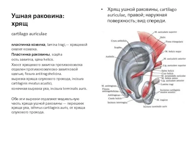Ушная раковина: хрящ Хрящ ушной раковины, cartilago auriculae, правой; наружная поверхность;